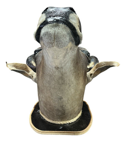 Decoração De Parede Cabeça De Boi Nelore Empalhada